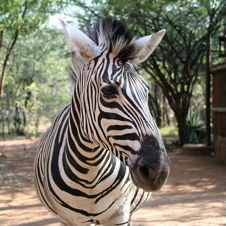 Kiburi Lodge @ Kruger, A Secluded Bushveld Getaway Marloth Park Exterior foto