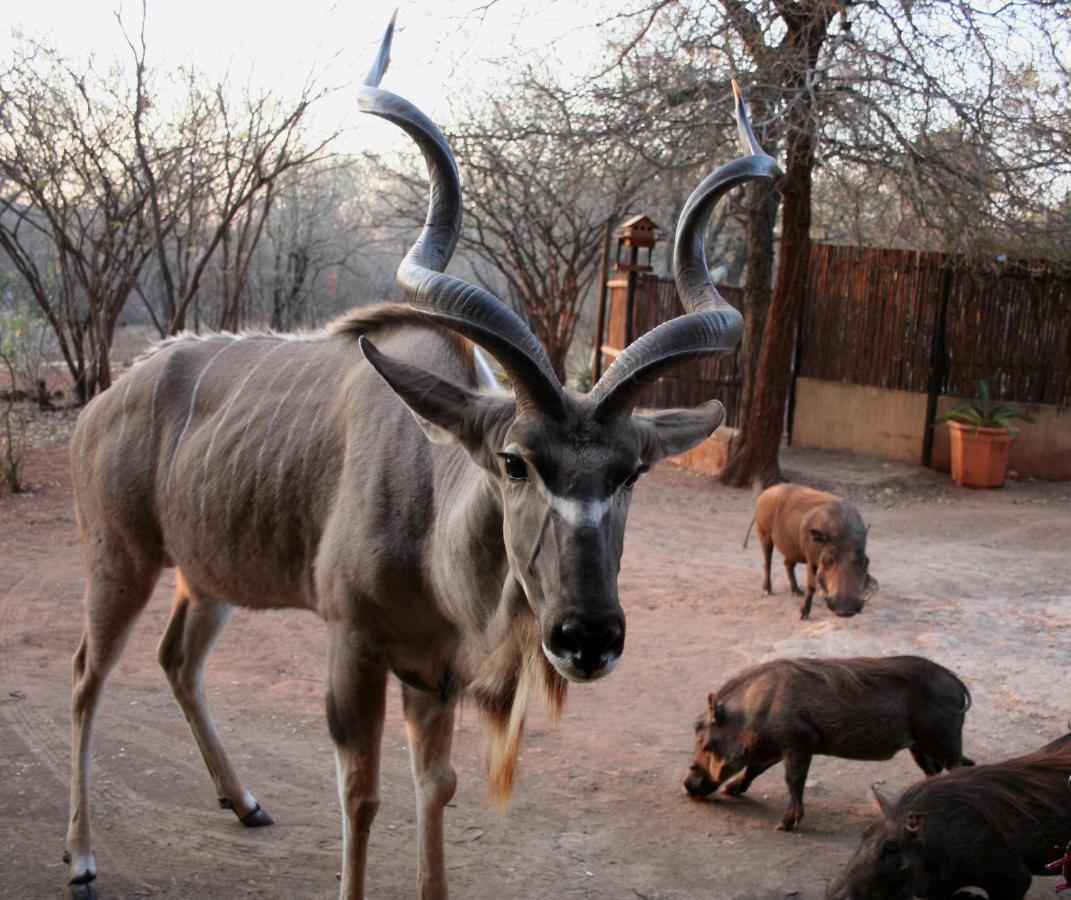 Kiburi Lodge @ Kruger, A Secluded Bushveld Getaway Marloth Park Exterior foto