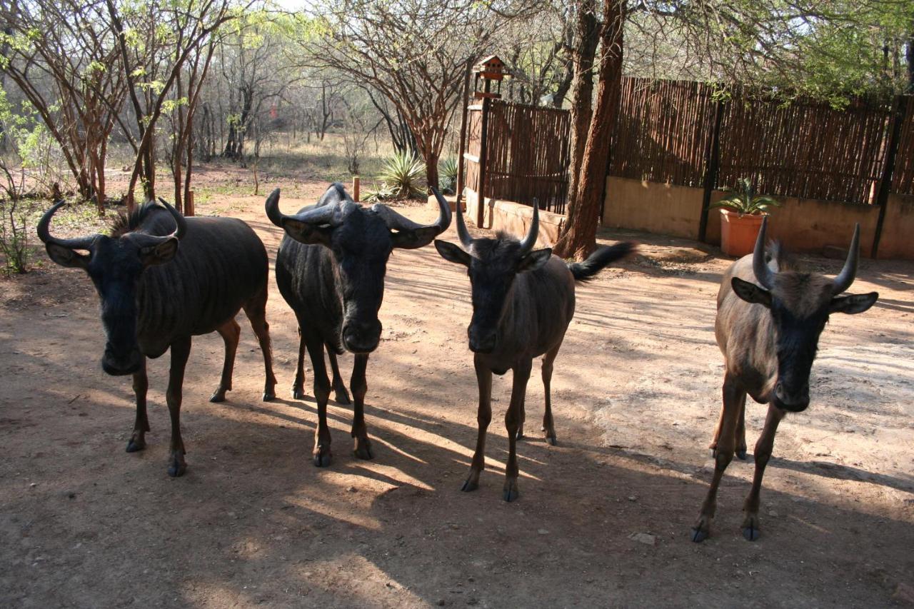 Kiburi Lodge @ Kruger, A Secluded Bushveld Getaway Marloth Park Exterior foto