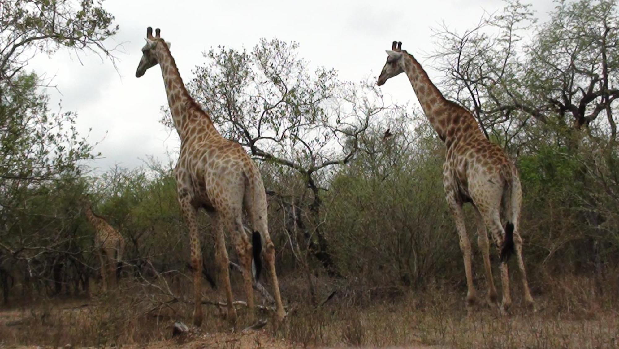 Kiburi Lodge @ Kruger, A Secluded Bushveld Getaway Marloth Park Exterior foto