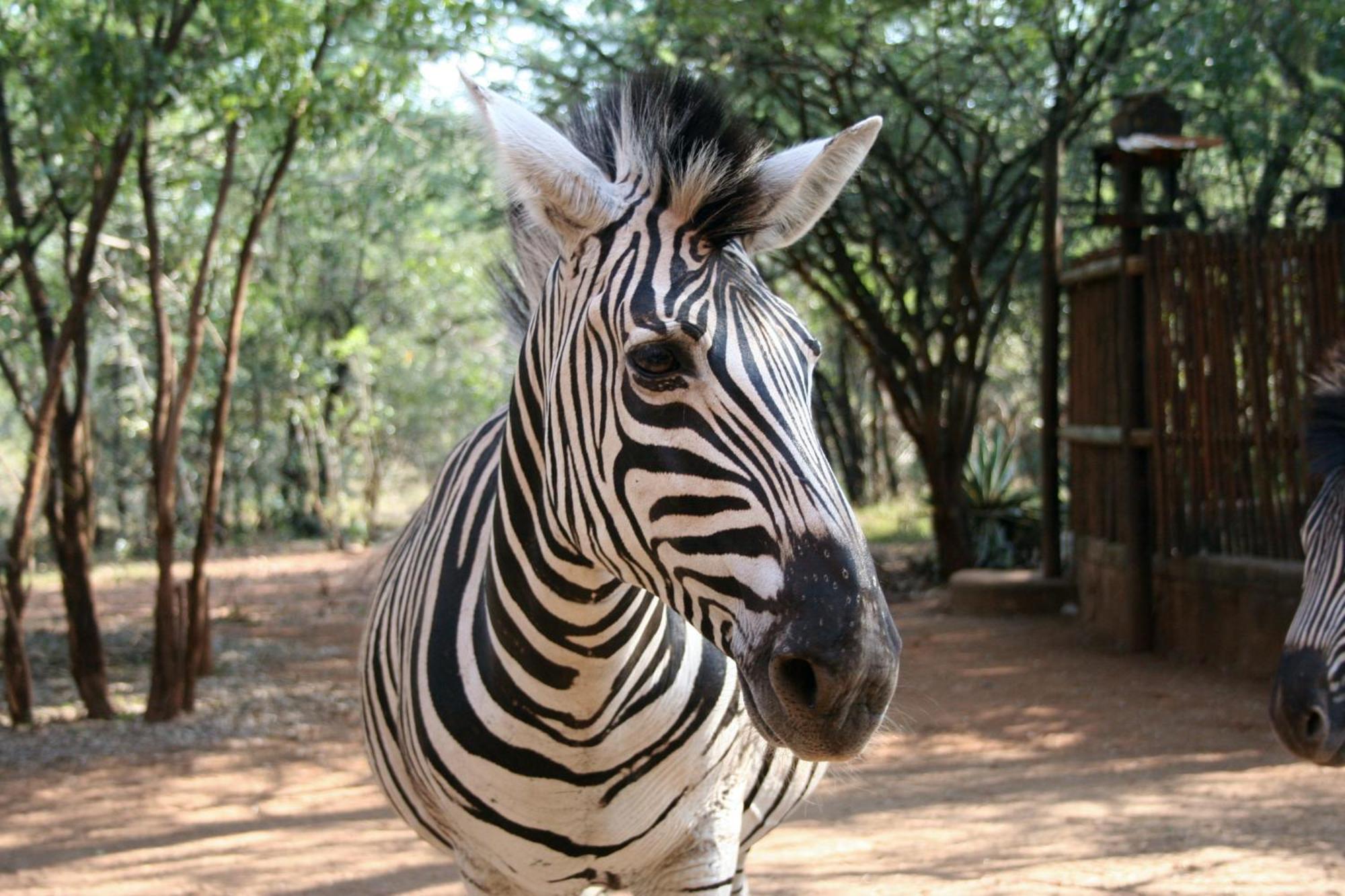 Kiburi Lodge @ Kruger, A Secluded Bushveld Getaway Marloth Park Exterior foto