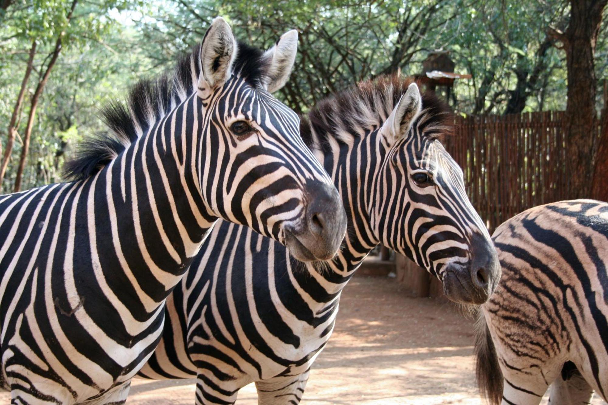 Kiburi Lodge @ Kruger, A Secluded Bushveld Getaway Marloth Park Exterior foto